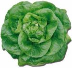 This is an image of a head of green lettuce